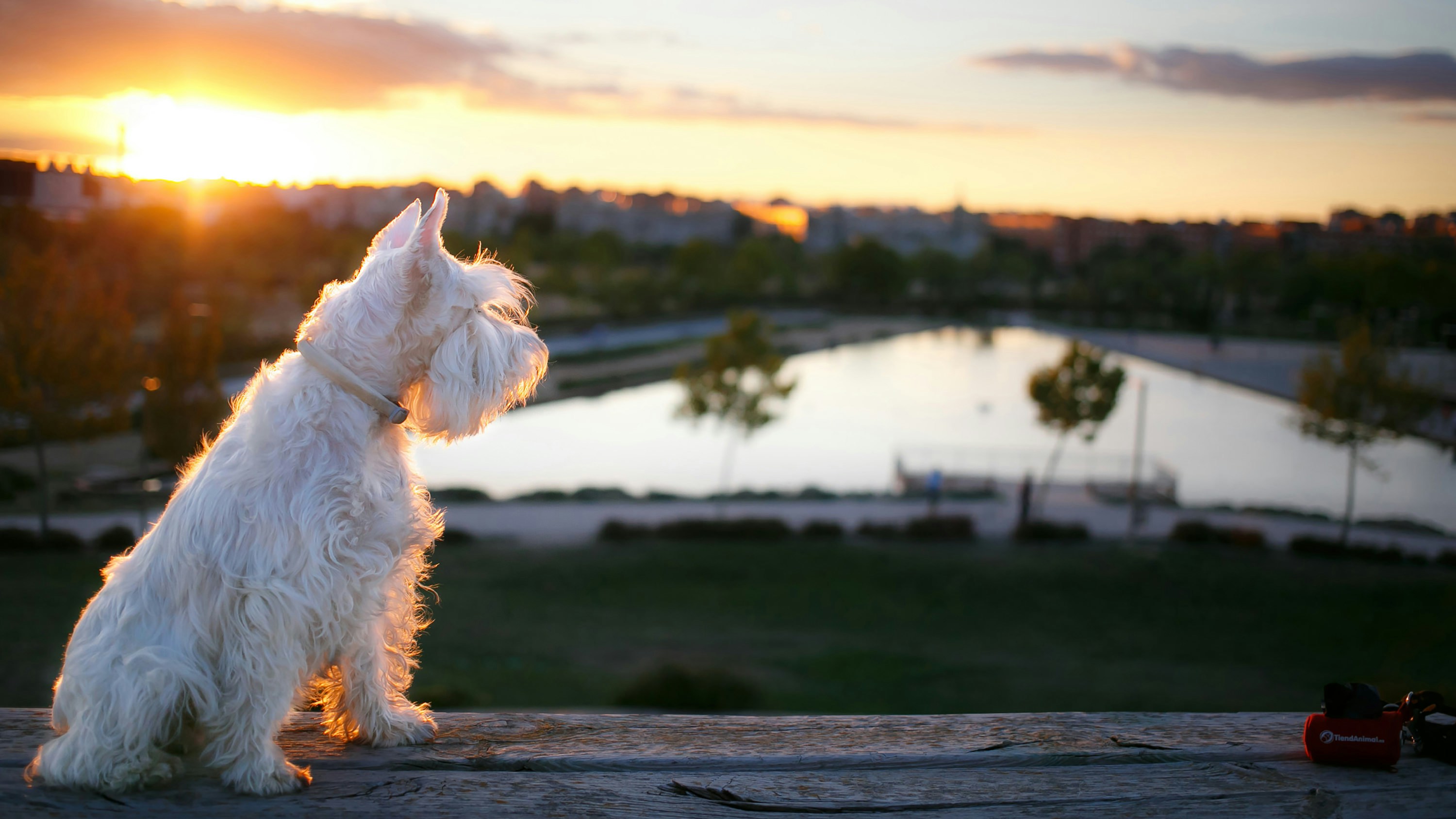 Dog watching the sunset